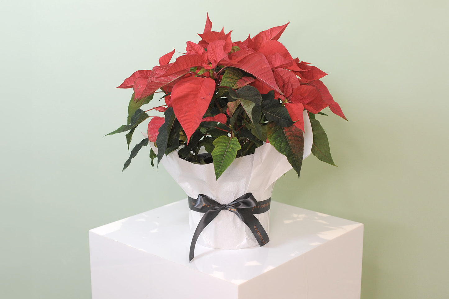Large - Wrapped / 1