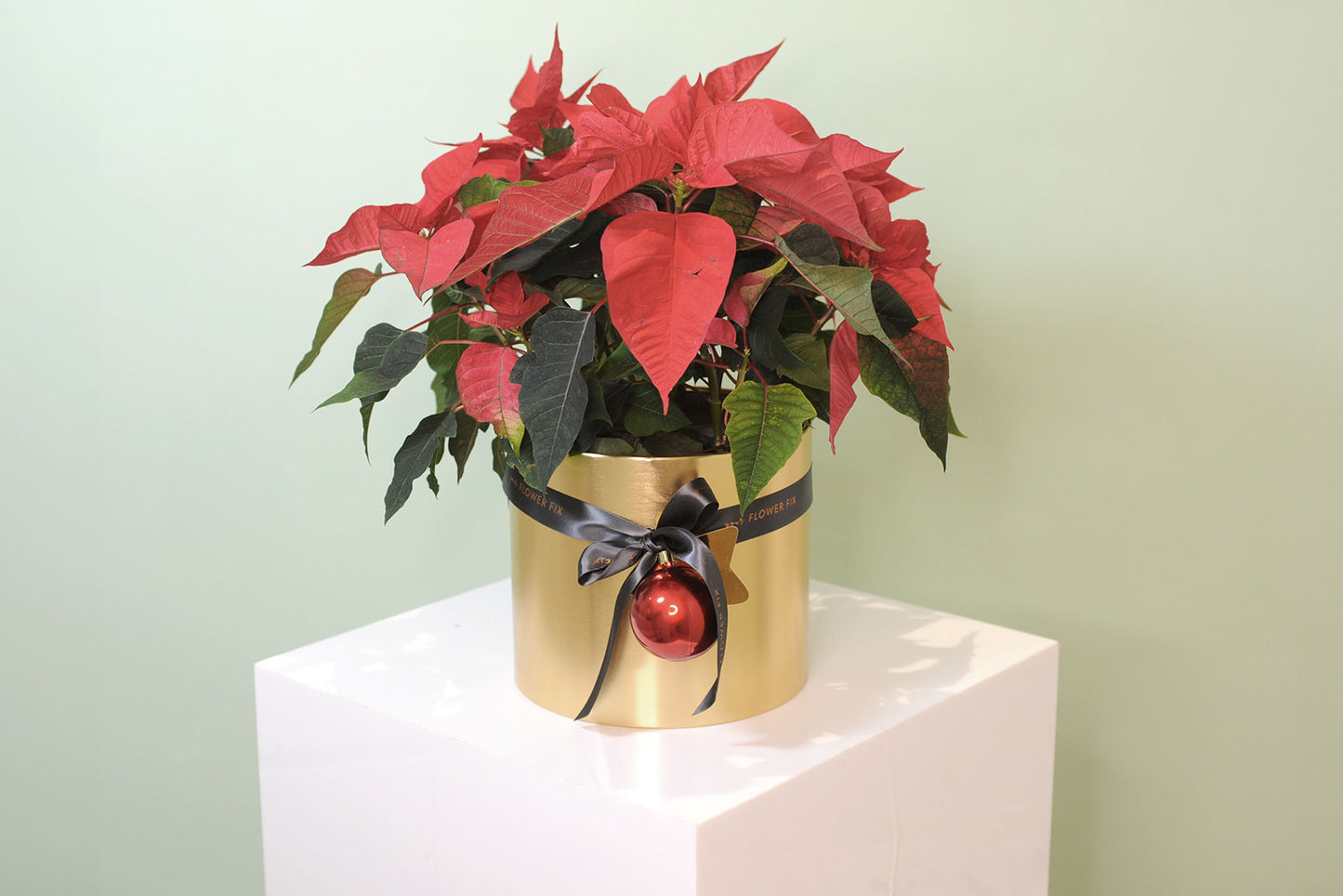 Large - In Gold Vessel / 2