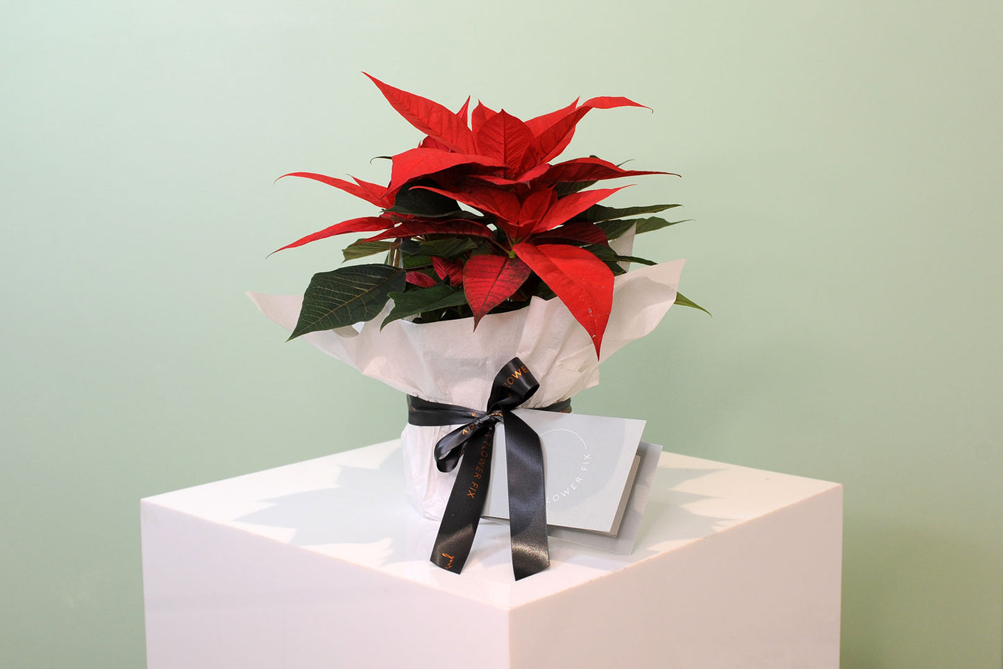 Small - Wrapped / 1