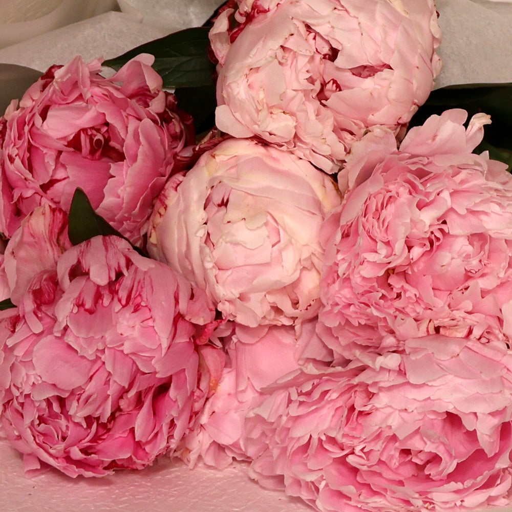 Bunch of Peonies - Soft Pink