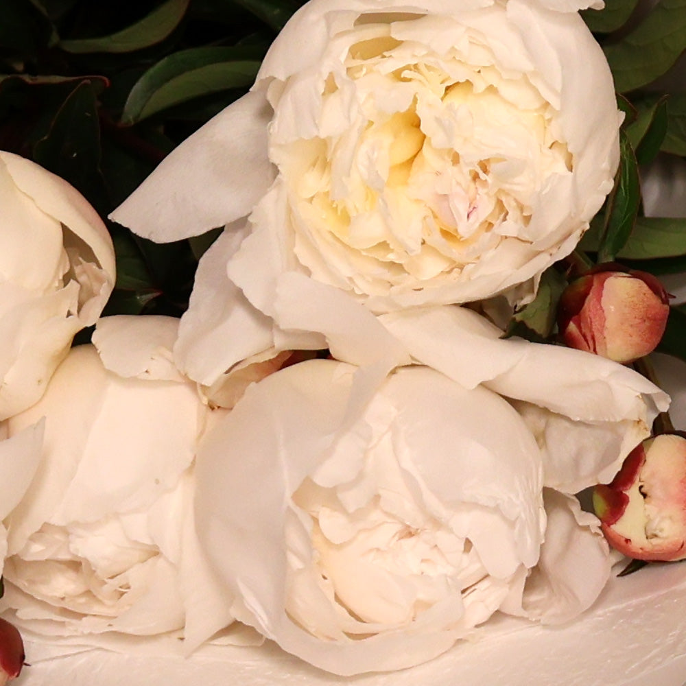 Bunch of Peonies - White