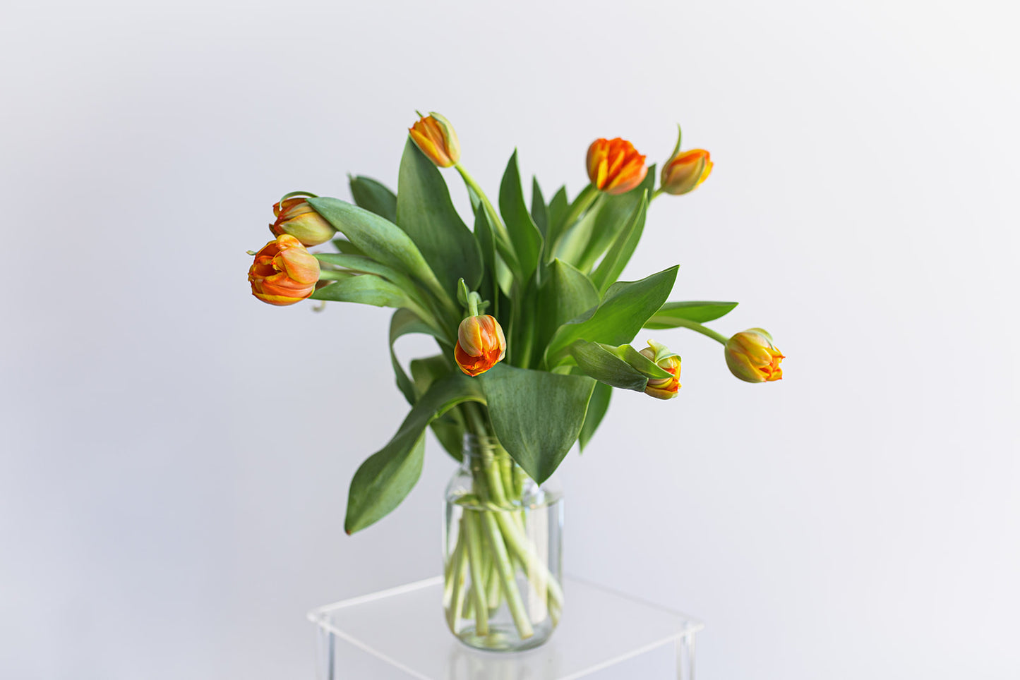 10 Stems