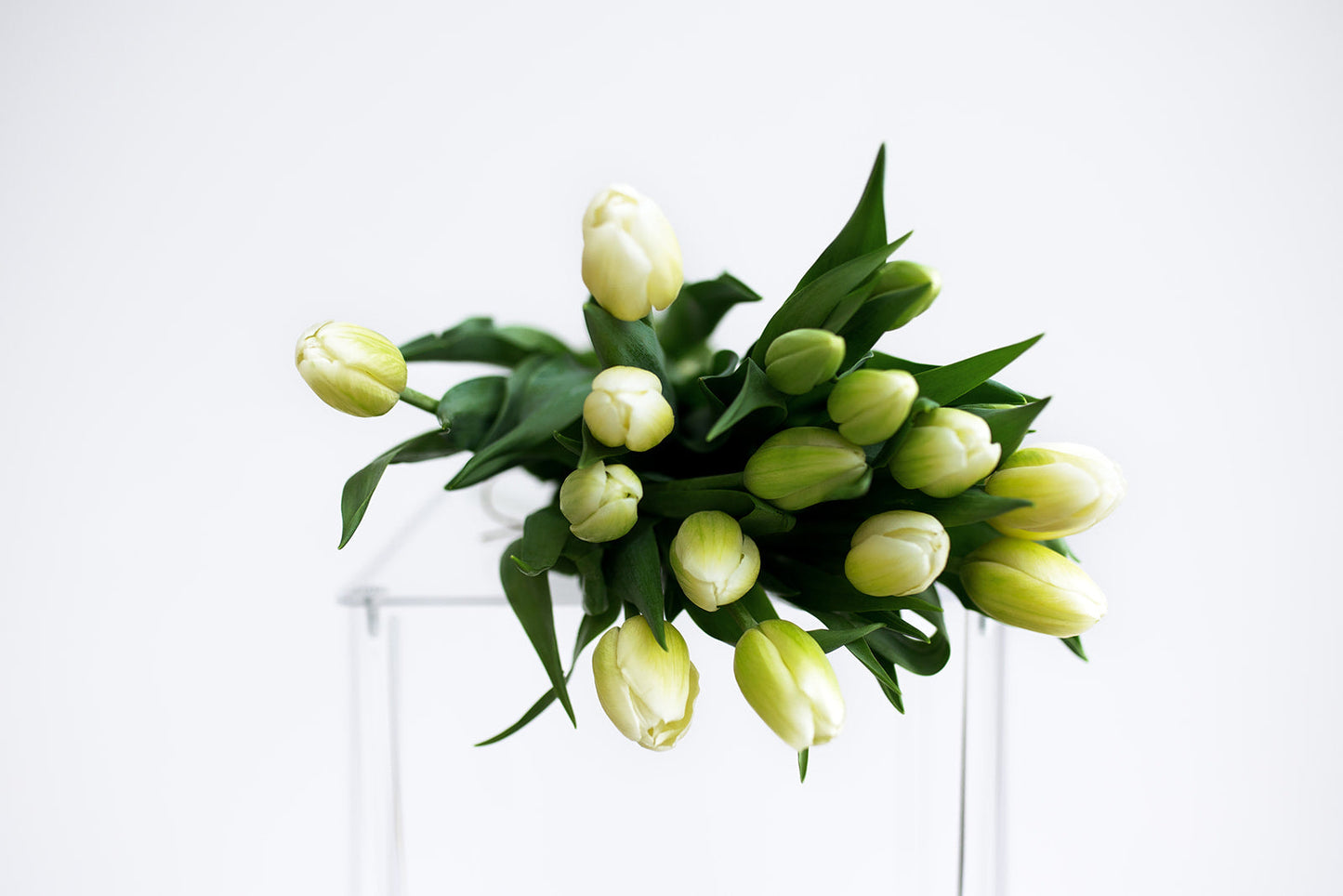 40 Stems
