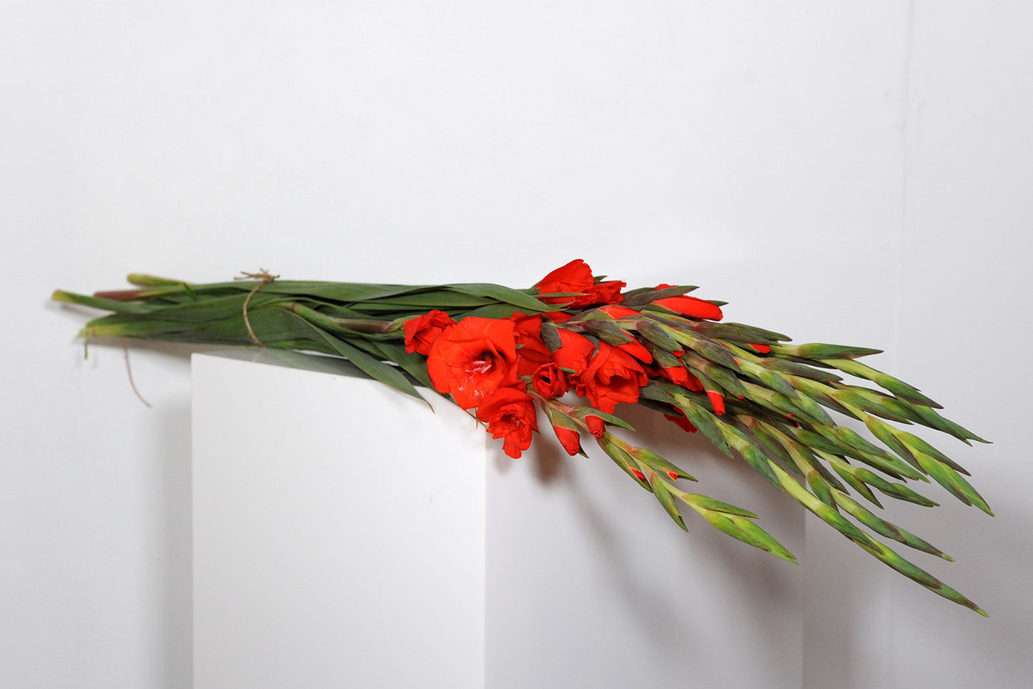 1 Bunch Red (10 stems)