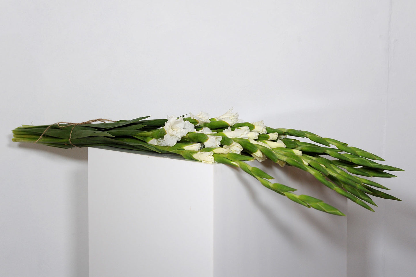 1 Bunch White (10 stems)