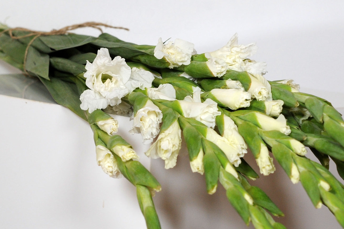 2 Bunches White (20 stems)
