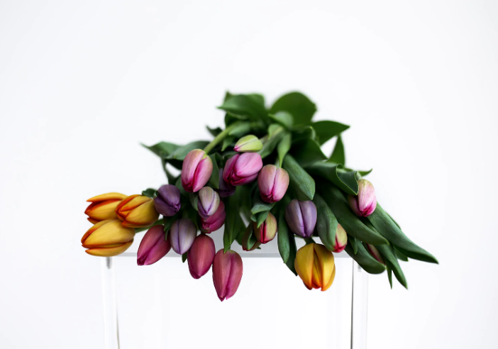 Origins & How to Care for Tulips