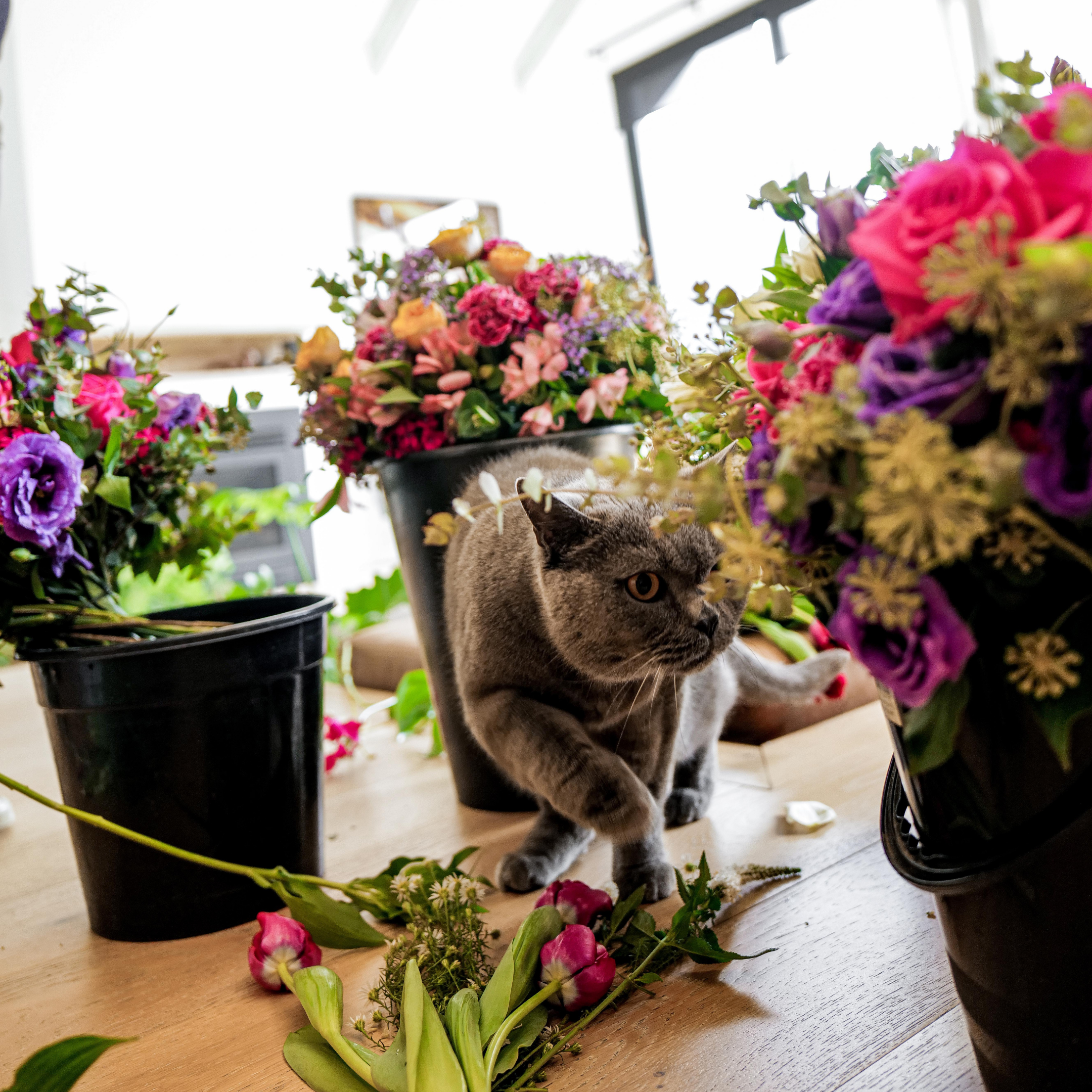 Fresh Flowers & Your Pets