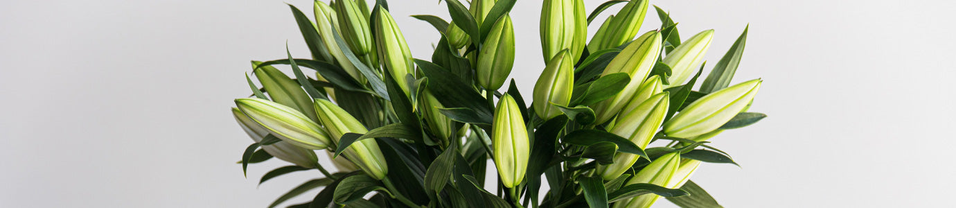 How To Care For Your Lillies