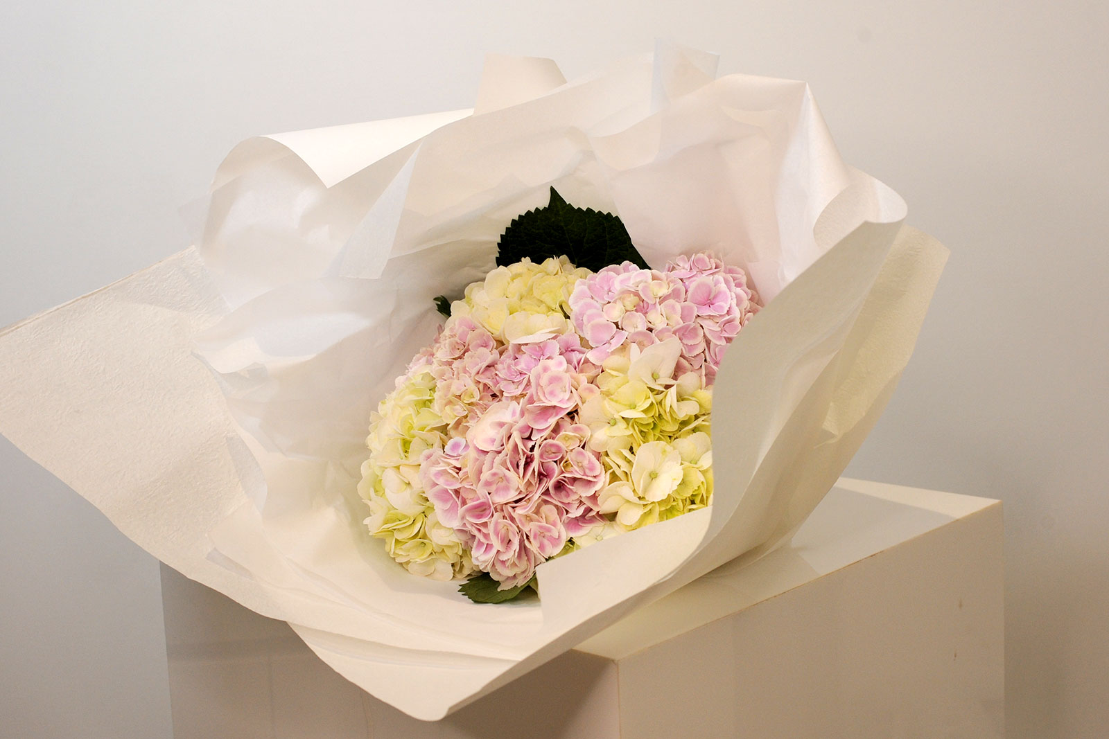 Mixed Hydrangea - Pink and White