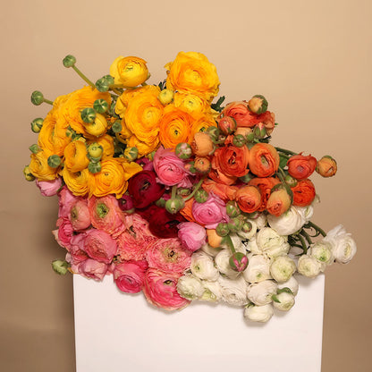 Ranunculus - Lucky Dip