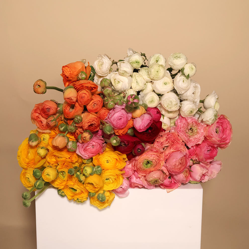 Ranunculus - Lucky Dip