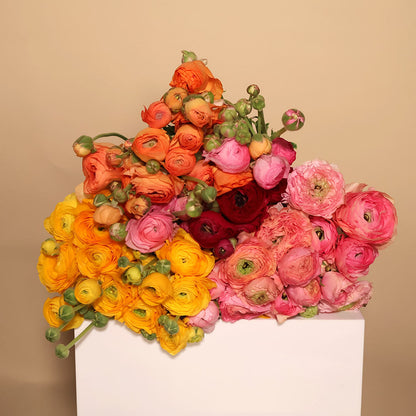 Ranunculus - Lucky Dip