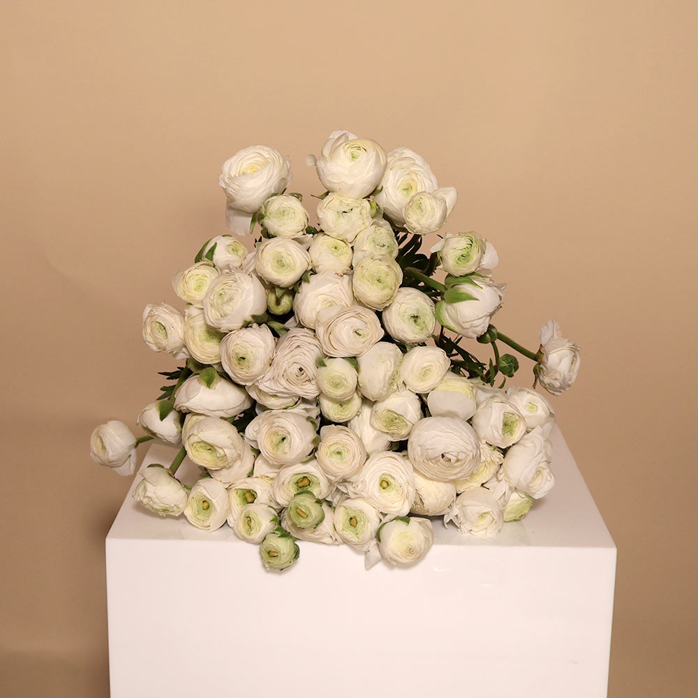 Ranunculus - White