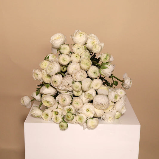 Ranunculus - White