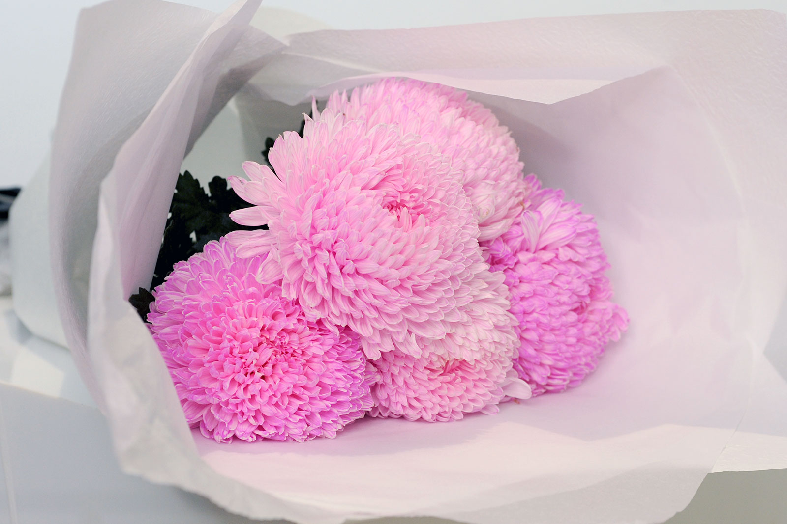 Disbud Chrysanthemum - Pink
