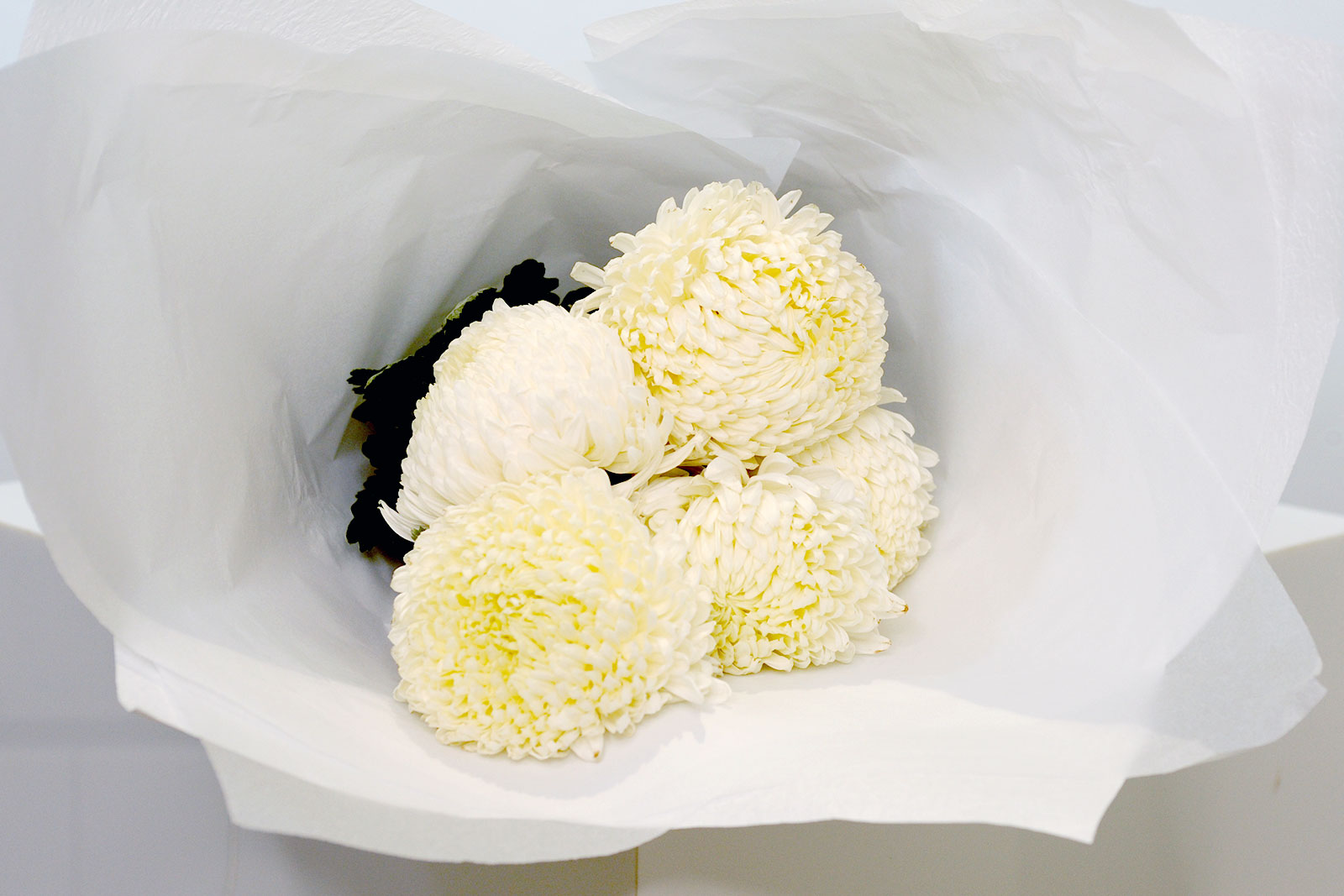 Disbud Chrysanthemum - White