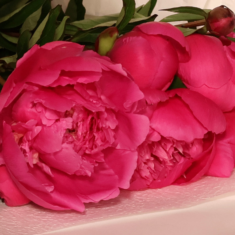 Bunch of Peonies - Hot Pink