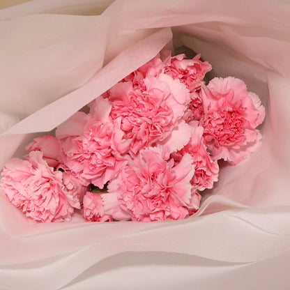 Carnations - Pink