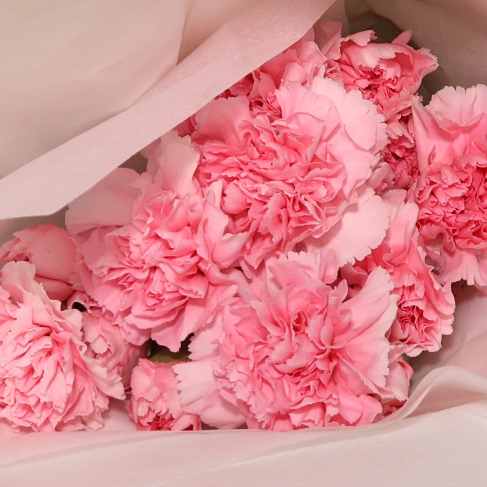 Carnations - Pink