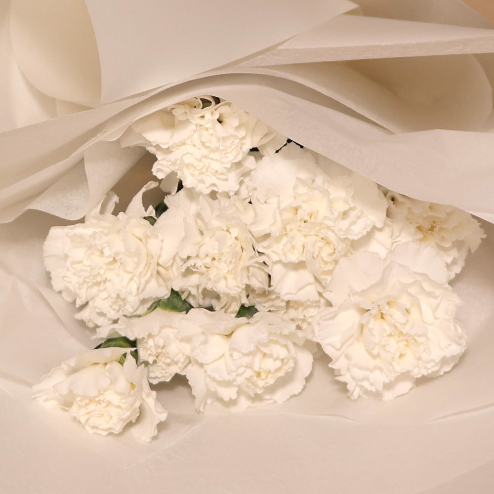 Carnations - White