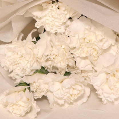 Carnations - White