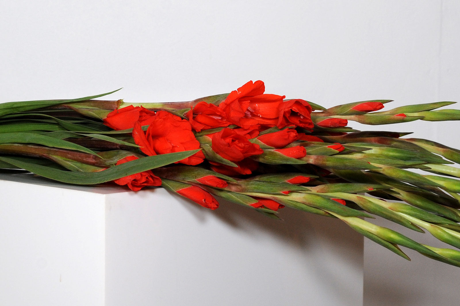 2 Bunches Red (20 stems)